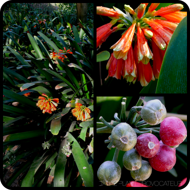 |Clivia gardenii detail|