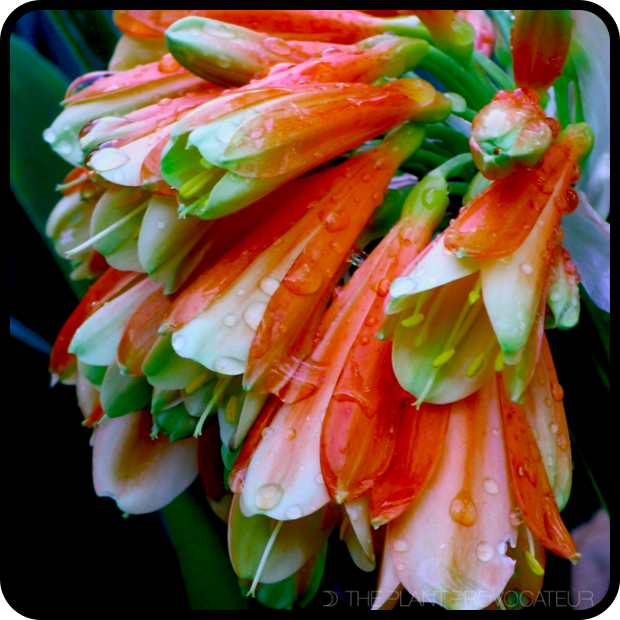 |Clivia gardenii floral profile|