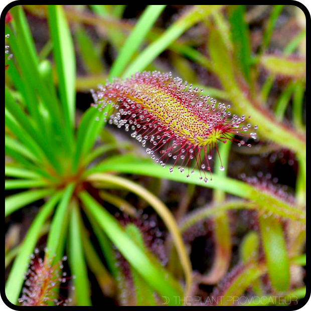 |Drosera capensis leaf with 'dew drops'|
