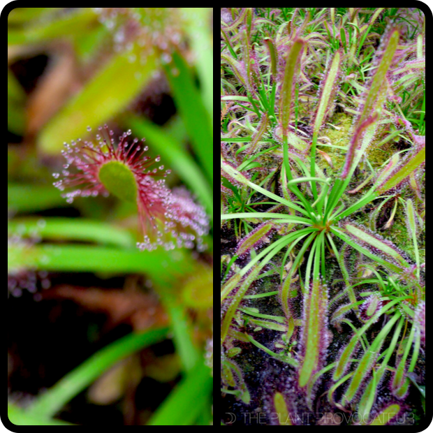 |Drosera capensis profile|