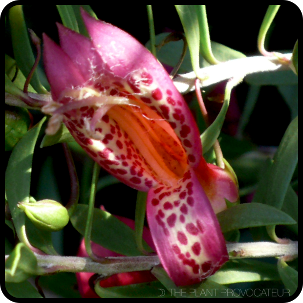 |Eremophila maculata floral profile|