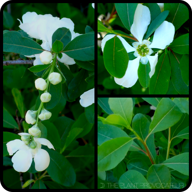 |Exochorda x macrantha bud + blossom + foliage|