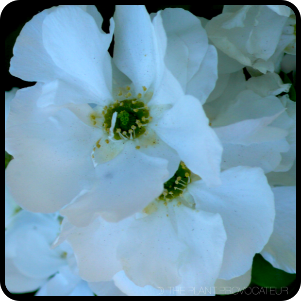 |Exochorda x macrantha floral detail|