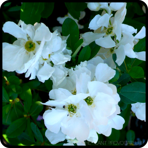 |Exochorda x macrantha profile|
