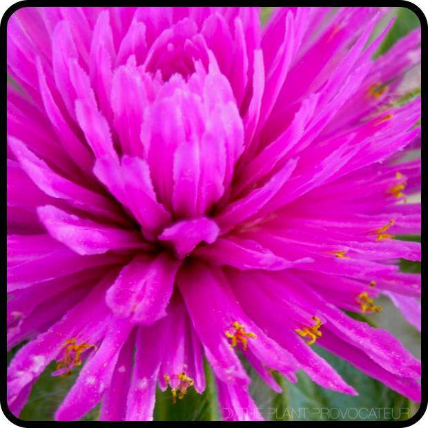 |Gomphrena 'Pink Zazzle' floral detail|