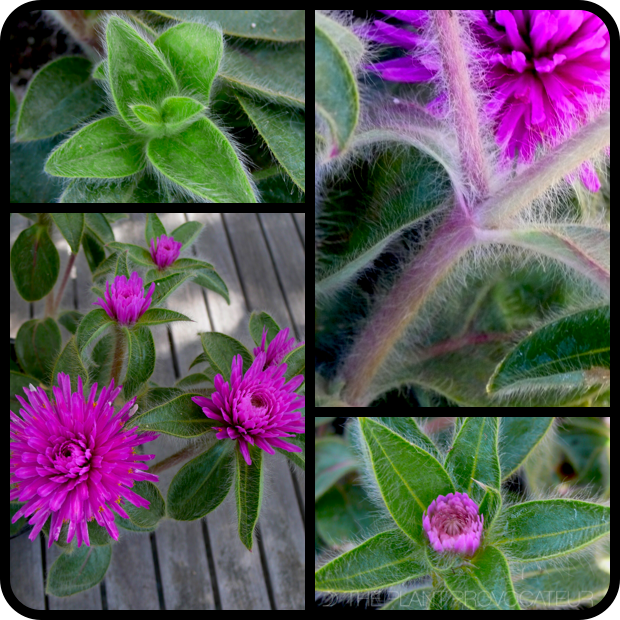 |Gomphrena 'Pink Zazzle' flower + foliage + fuzz|