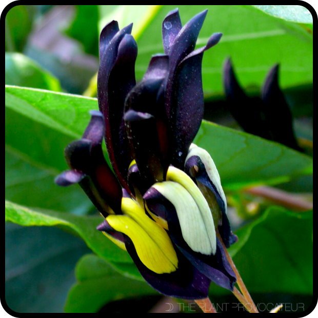 |Kennedia nigricans in bloom|
