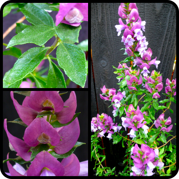|Prostanthera magnifica profile|