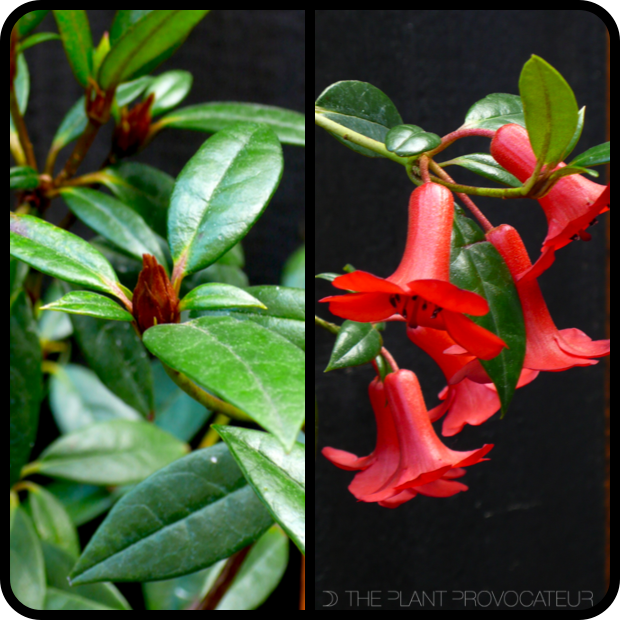 |Rhododendron rarum foliage + flower profile|
