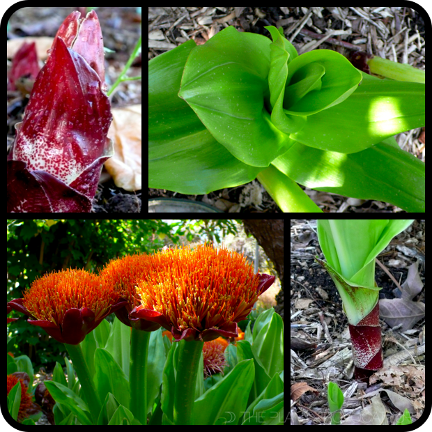 |Scadoxus puniceus 'Magnificus' foliage + flower + form|