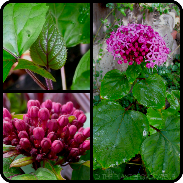 |Clerodendrum bungei foliage + form + flower|
