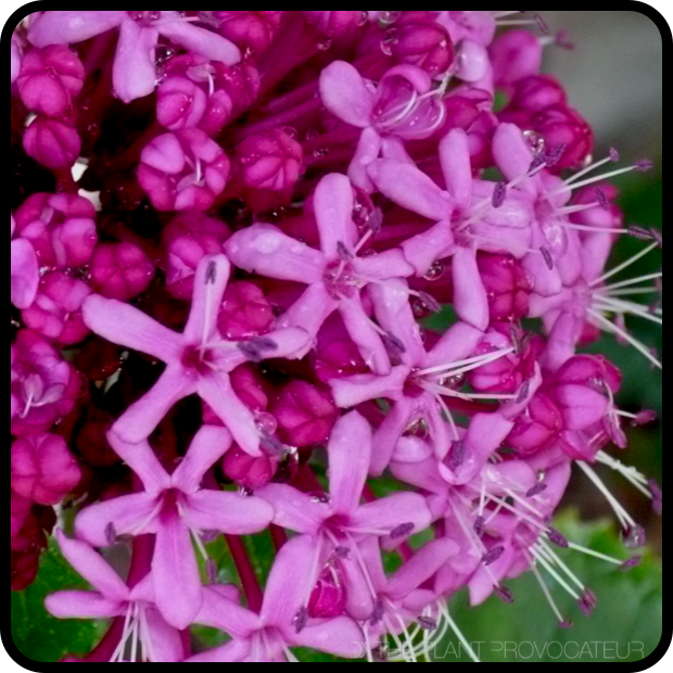 |Clerodendrum bungei floral profile|