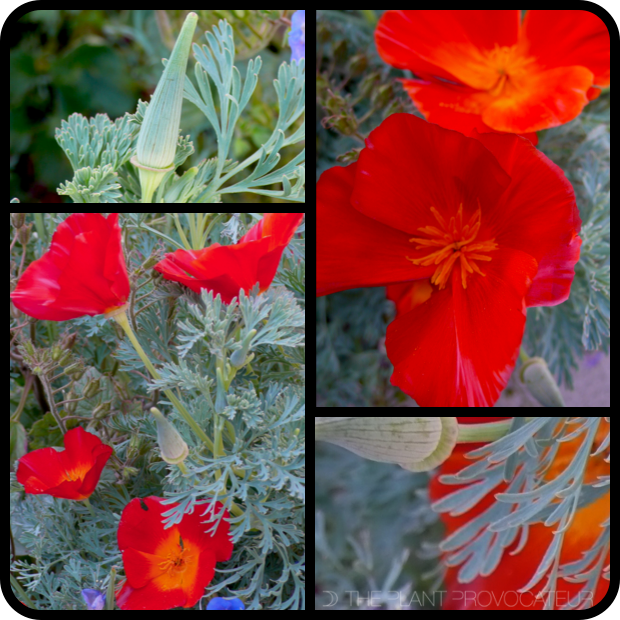|Eschscholzia californica 'Mikado' details|