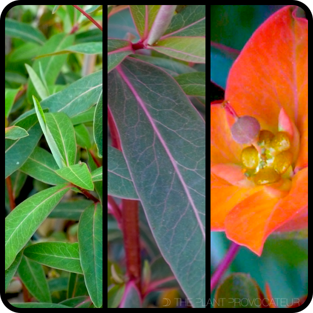 |Euphorbia griffithii 'Fireglow' foliage + flower|