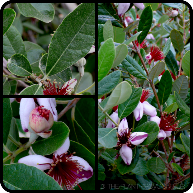 |Feijoa sellowiana profile|