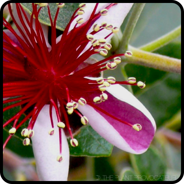|Feijoa sellowiana petal profile|