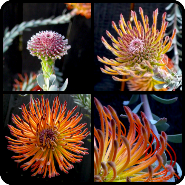 |Leucospermum reflexum floral profile|