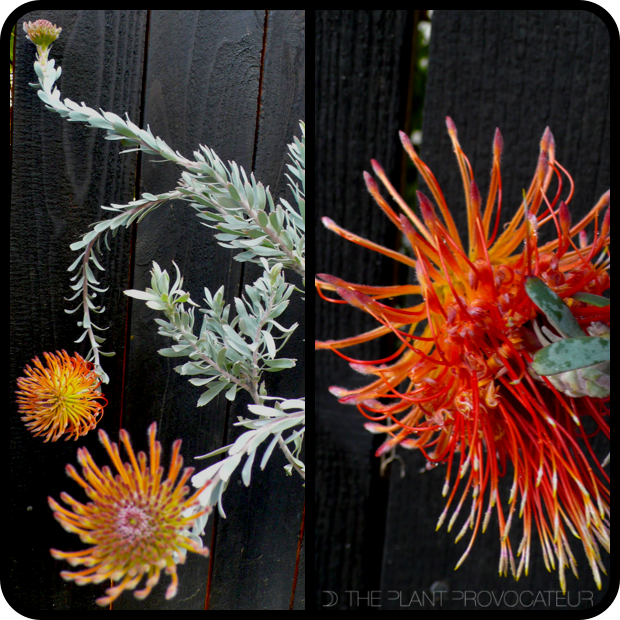 |Leucospermum reflexum form + foliage + flower|