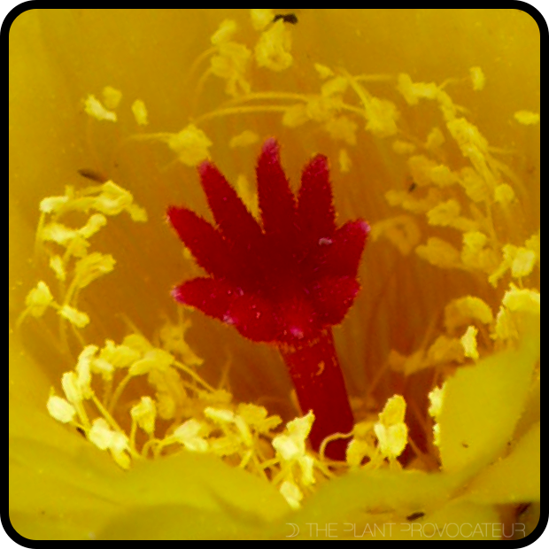 |Notocactus scopa var. murrielii - floral detail|