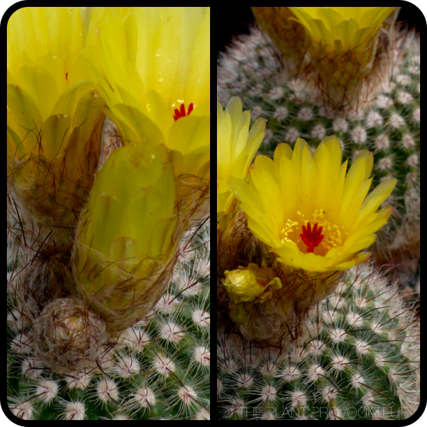 |Notocactus scopa var. murrielii profile|