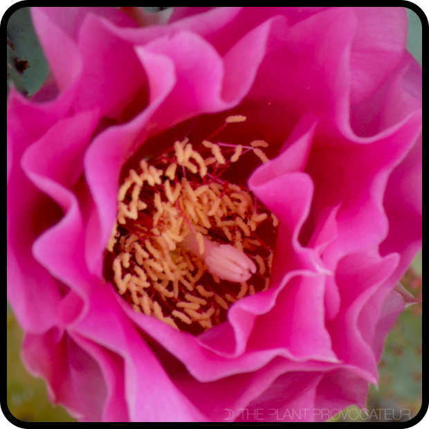 |Opuntia basilaris x violacea floral detail|