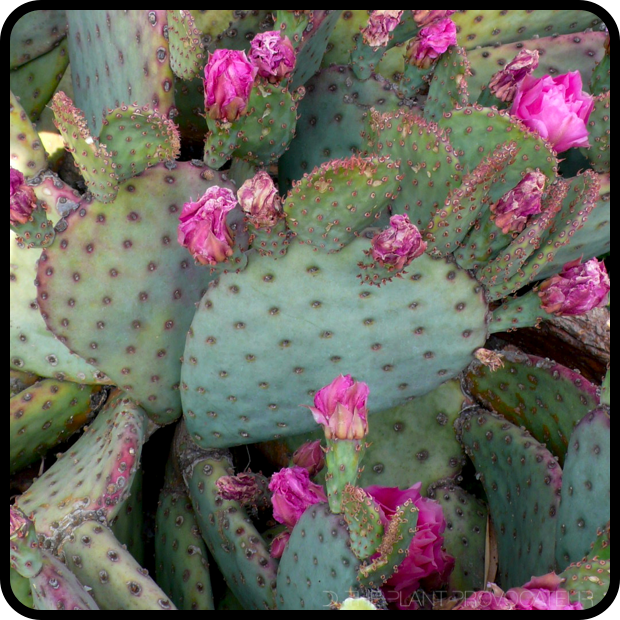|Opuntia basilaris x violacea form|