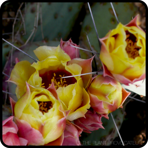 |Opuntia macrocentra subsp. macrocentra floral profile|