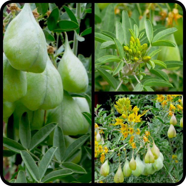 |Peritoma arborea details|