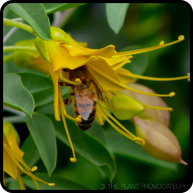 |Peritoma arborea floral profile with honeybee|