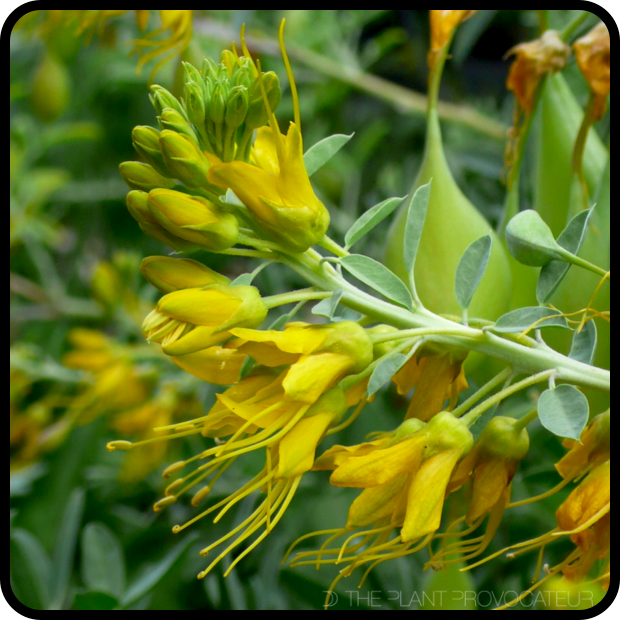 |Peritoma arborea profile|