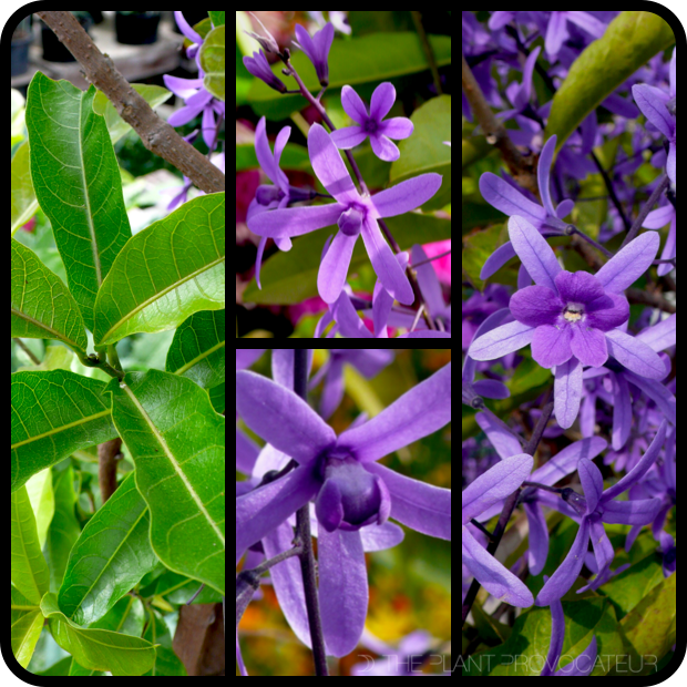 |Petrea volubilis foliage + flower|