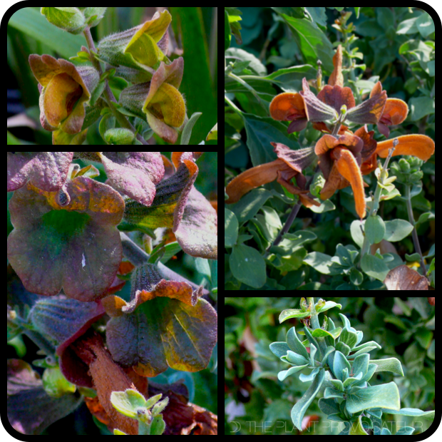 |Salvia africana-lutea details|