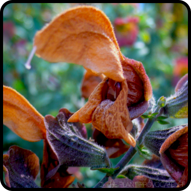 |Salvia africana-lutea floral profile|