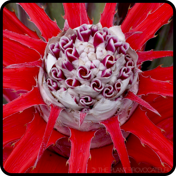 |Bromelia balansae floral profile|