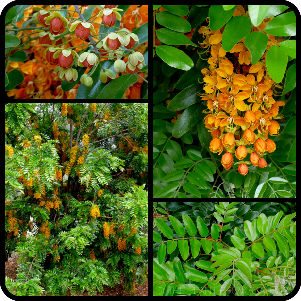 |Cassia brewsteri flower + form + foliage|