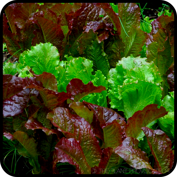 |Homegrown Salad Lettuce Leaves|