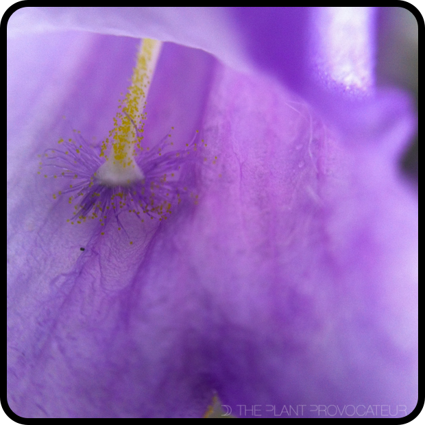|Jacaranda mimosifolia floral detail|