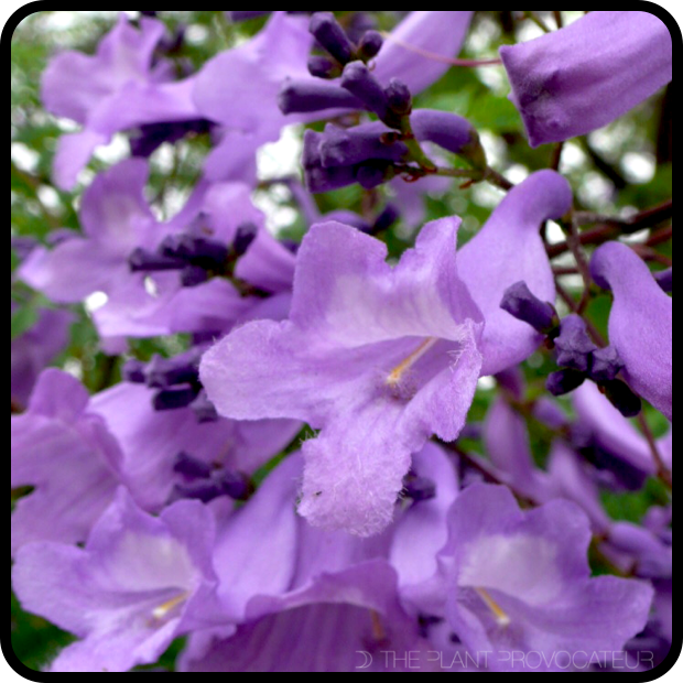 |Jacaranda mimosifolia floral profile|