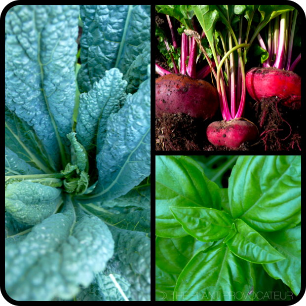 |Kale, Beets, and Basil|