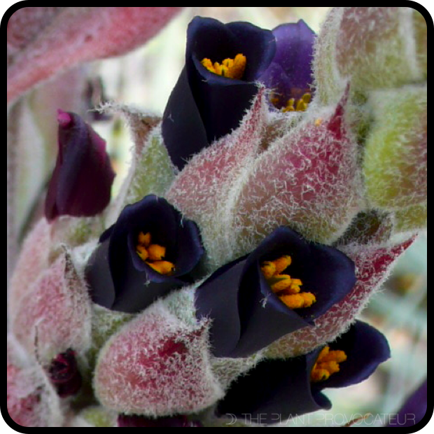|Puya coerulea var. coerulea floral detail|