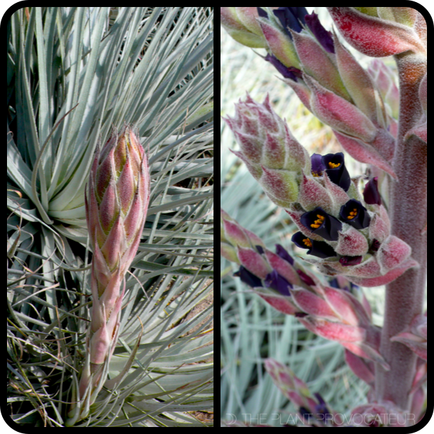 |Puya coerulea var. coerulea bud + flower|