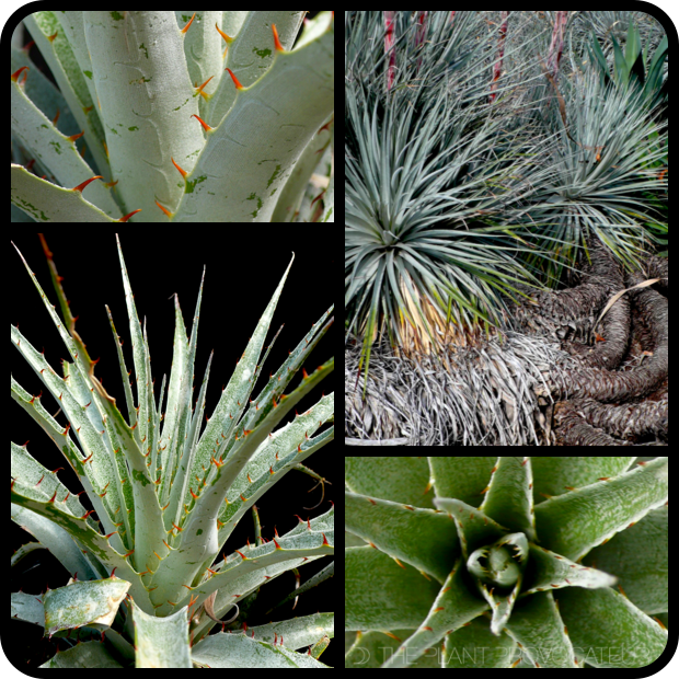 |Puya coerulea var. coerulea form + foliage|