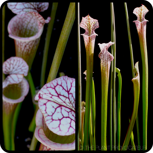 |Sarracenia leucophylla pitcher details|