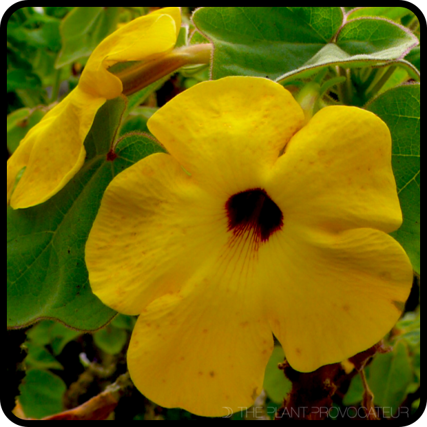 |Uncarina grandidieri floral profile|