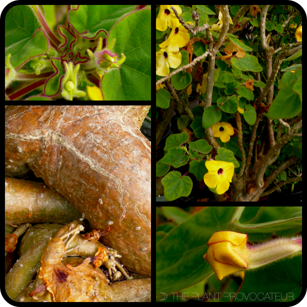 |Uncarina grandidieri foliage + form + bud|