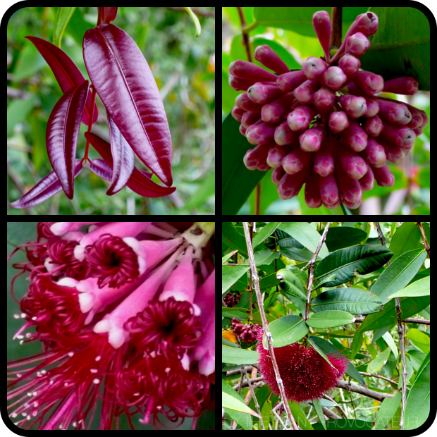 |Syzygium wilsonii foliage + flower + form|