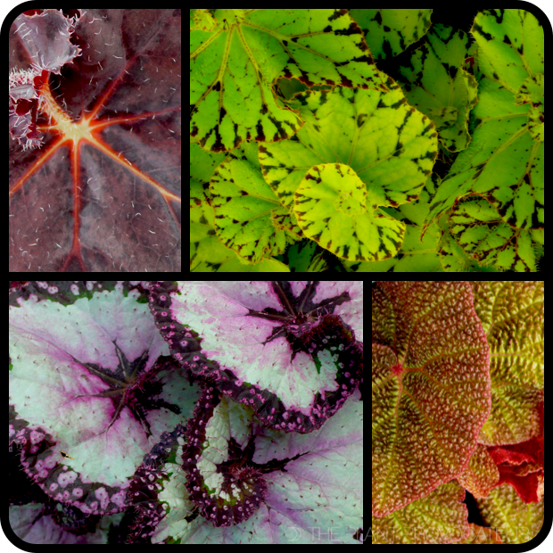 |Begonia foliage collection v.1|