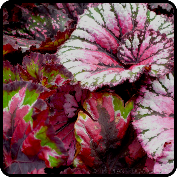 |Begonia foliage collection v.2|