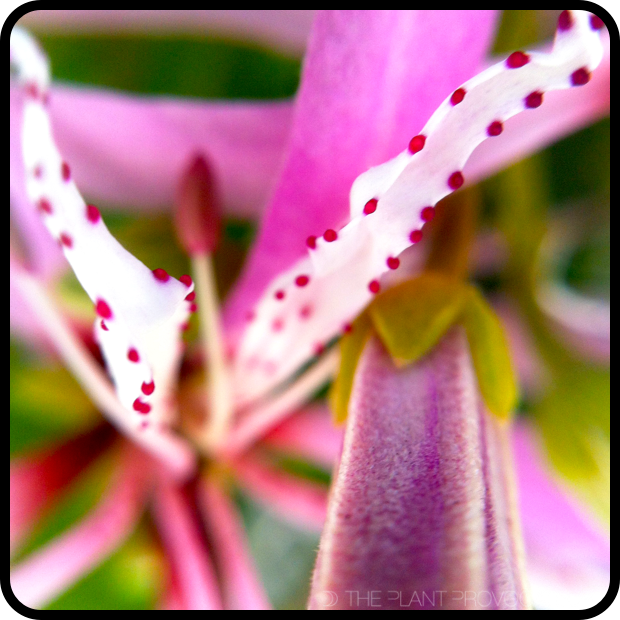 |Calodendrum capense floral detail|