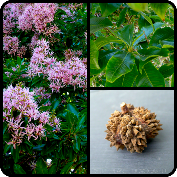 |Calodendrum capense form + foliage + pod|